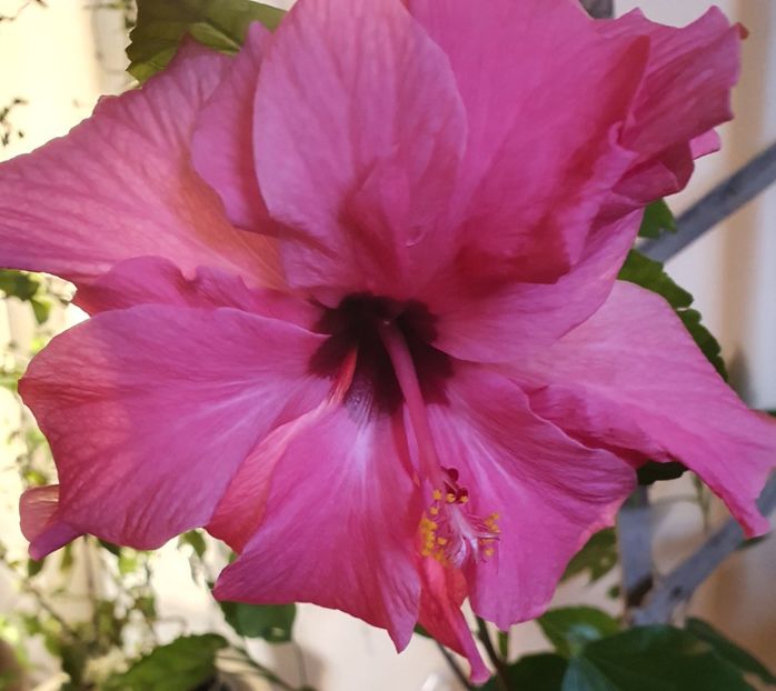  - Hibiscus