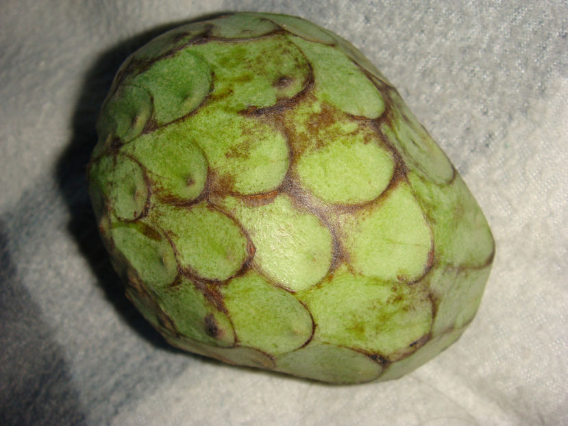  - Cherimoya