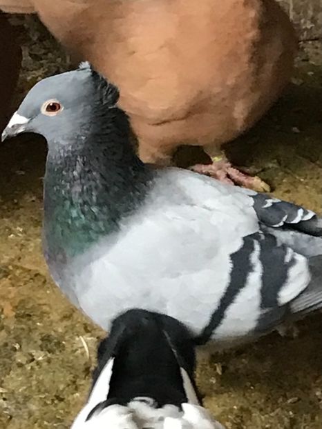 D439376A-D1ED-42A1-A613-4C0729EF473F - VOIAJORI JAN AARDEN KUIF