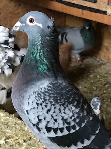 A2DF9623-FAA0-446C-9295-9D242D53618C - VOIAJORI JAN AARDEN KUIF