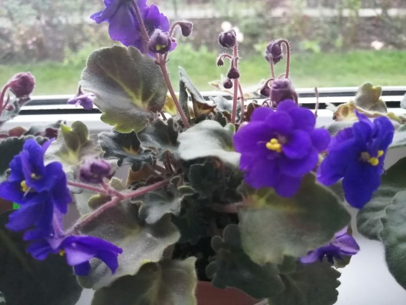  - Skagit VICTORY trail