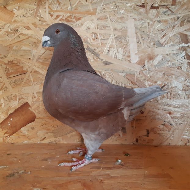  - Porumbei Vânduți