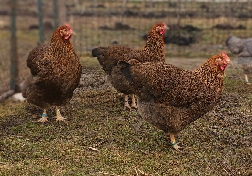  - 2 Plymouth partridge 2012-2022 arhiva