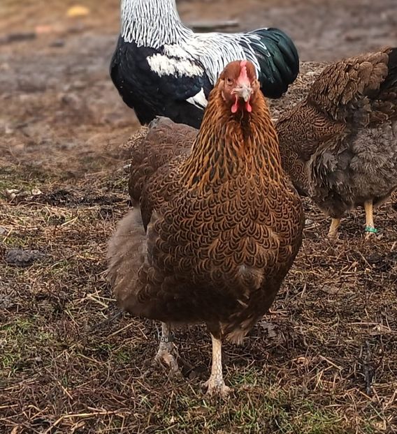  - 2 Plymouth partridge 2012-2022 arhiva