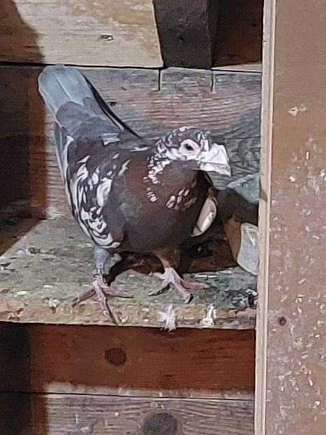  - Nu îmi aparțin 3