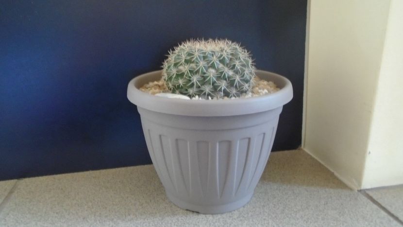 Mammillaria johnstonii - Cactusi 2021 bis