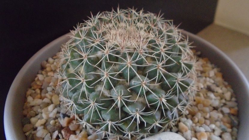 Mammillaria johnstonii - Cactusi 2021 bis