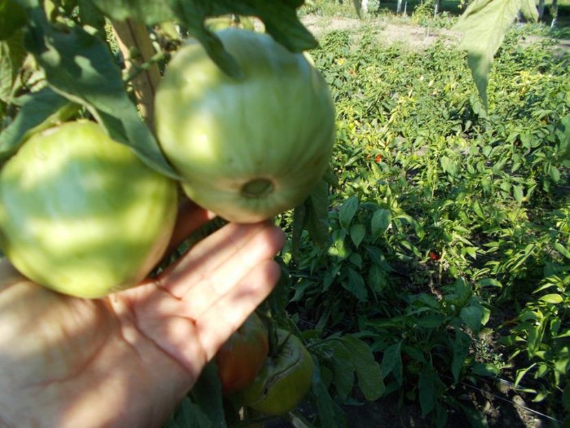  - SEMINTE ROSII - T 633 INIMA BOU ROZ