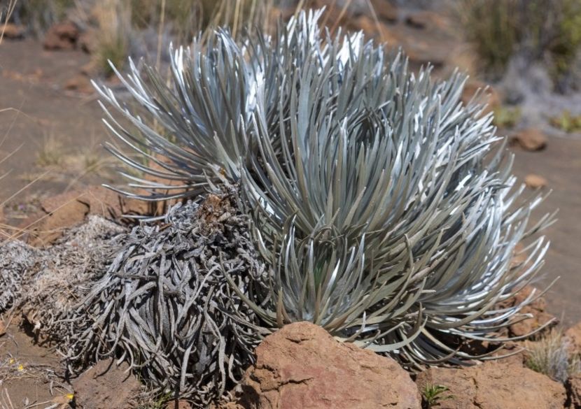 Argyroxiphium sandwicense ssp. macrocephalum(Hawaiian silversword) - Whish list pentru viata urmatoare2