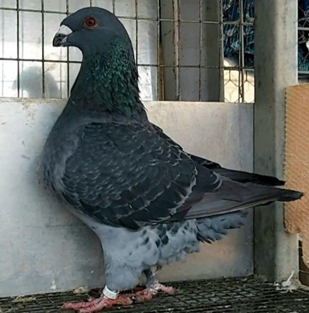  - 3---AGH DAȚI 2019 - 2025