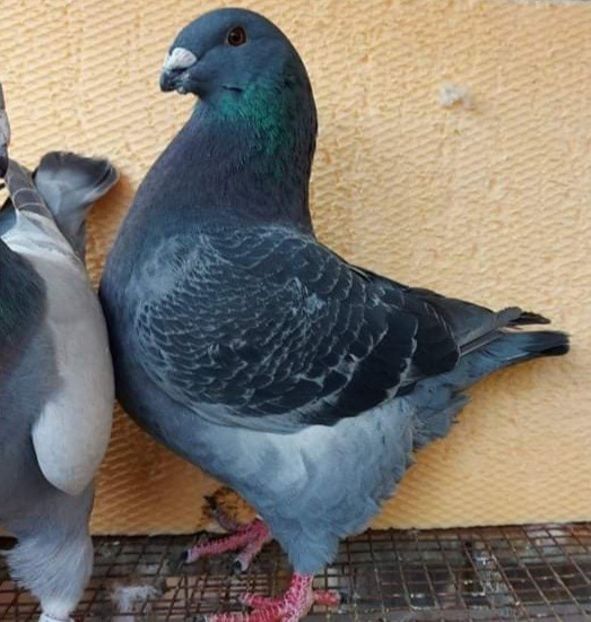  - 3---AGH DAȚI 2019 - 2025