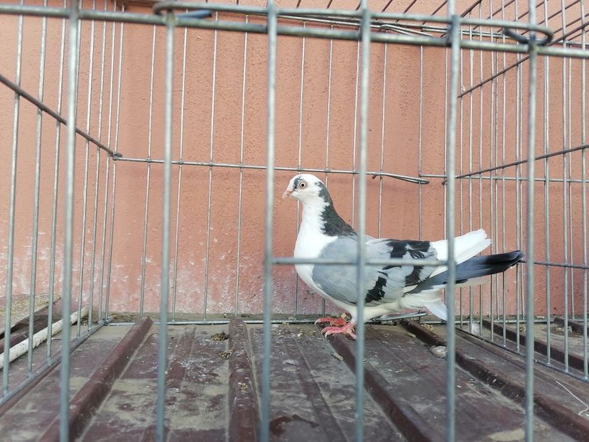  - 1-1 FEMELE Gl 2021