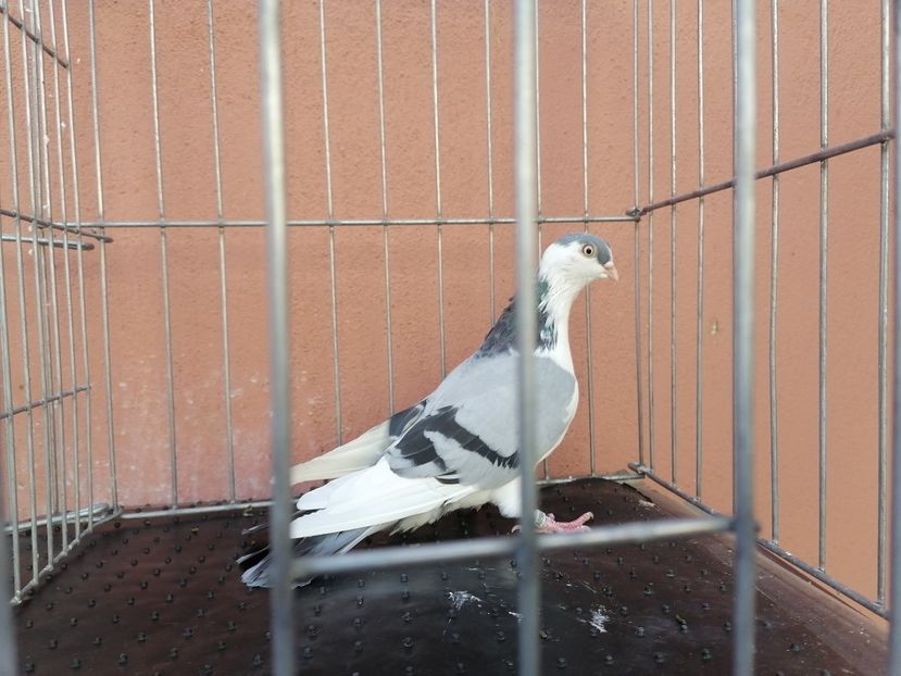  - 1-1 FEMELE Gl 2021