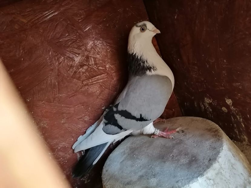  - 0-2 MASCULI Galateni 2021