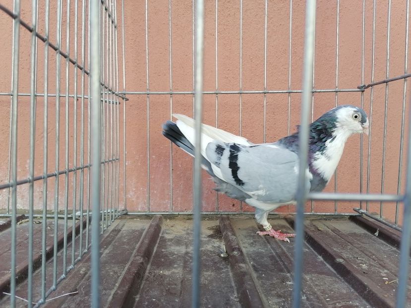  - 0-2 MASCULI Galateni 2021