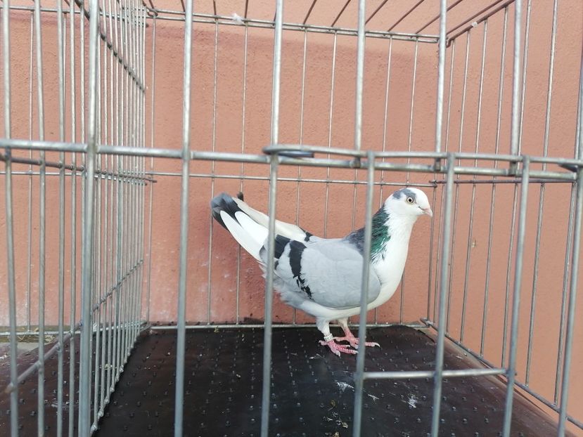  - 0-2 MASCULI Galateni 2021