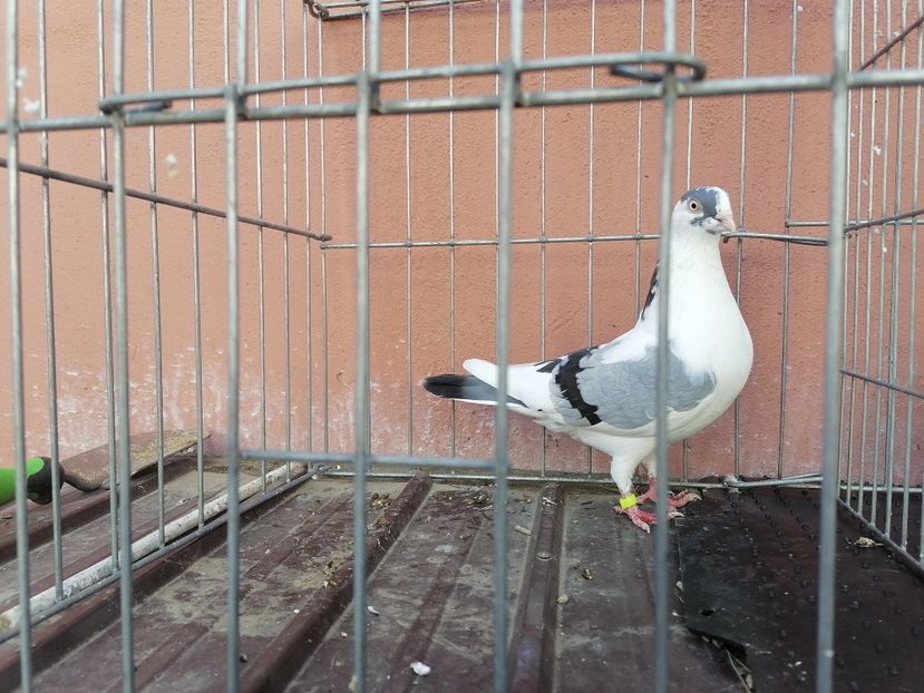  - 0-2 MASCULI Galateni 2021