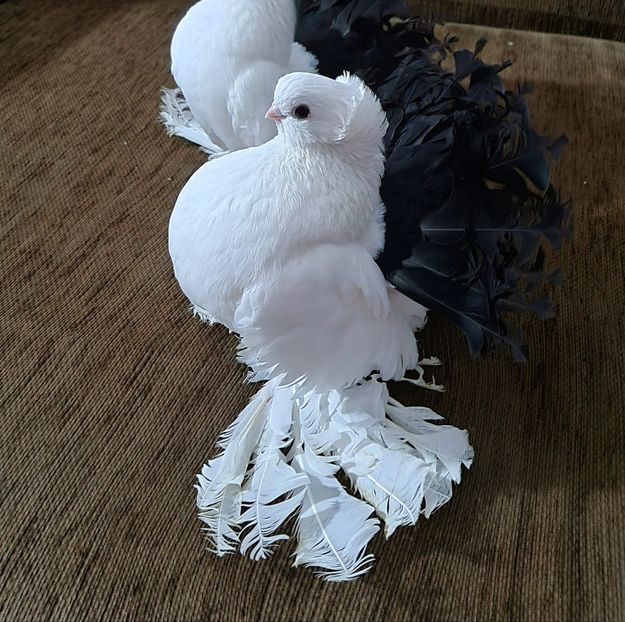 2021 - Omsk si Nordcaucazian 2021