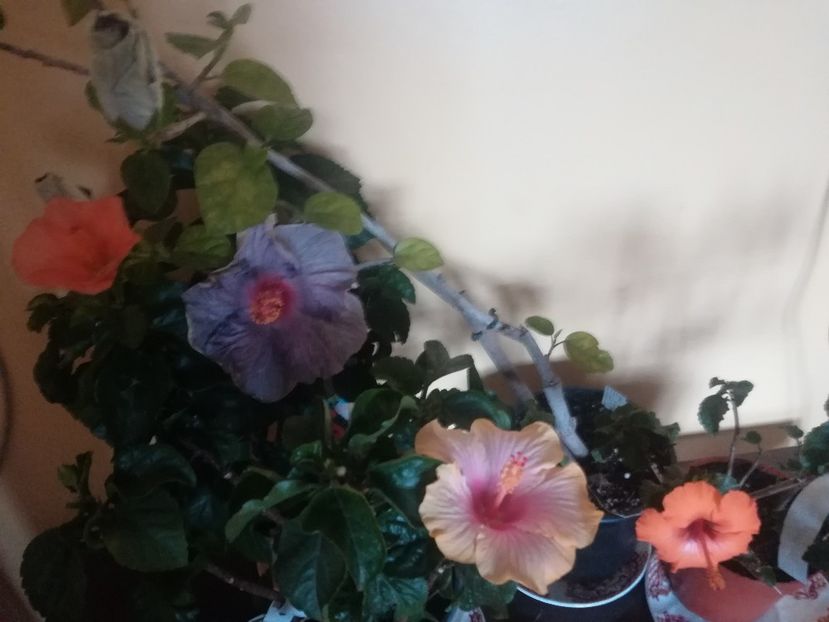  - Hibiscus 2021
