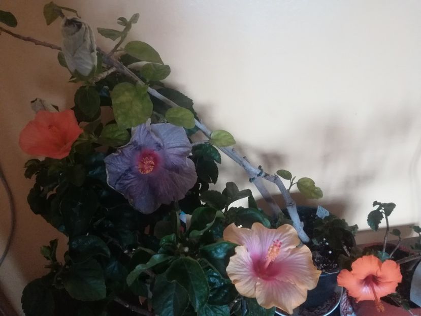  - Hibiscus 2021