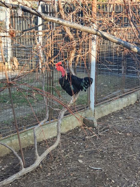  - Z GGT COCOSI NEGRI 2021