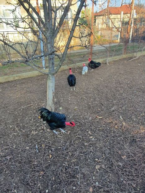  - Z GGT COCOSI NEGRI 2021