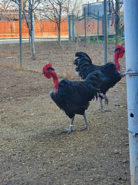  - Z GGT COCOSI NEGRI 2021