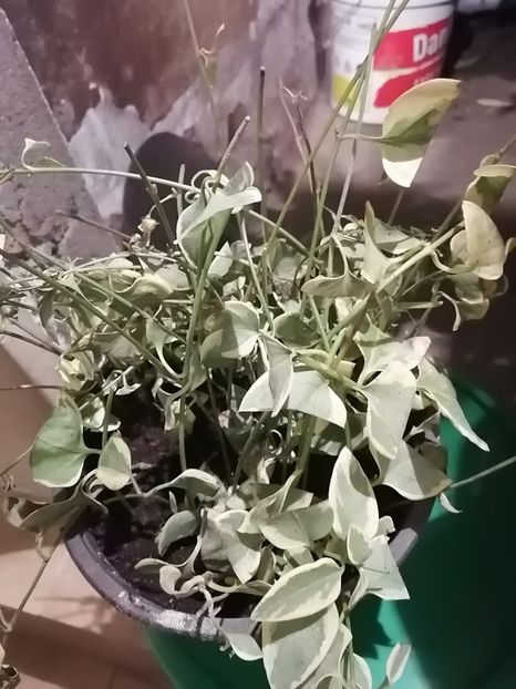 Vinca 3 - VINCA MAJOR SASCHIU