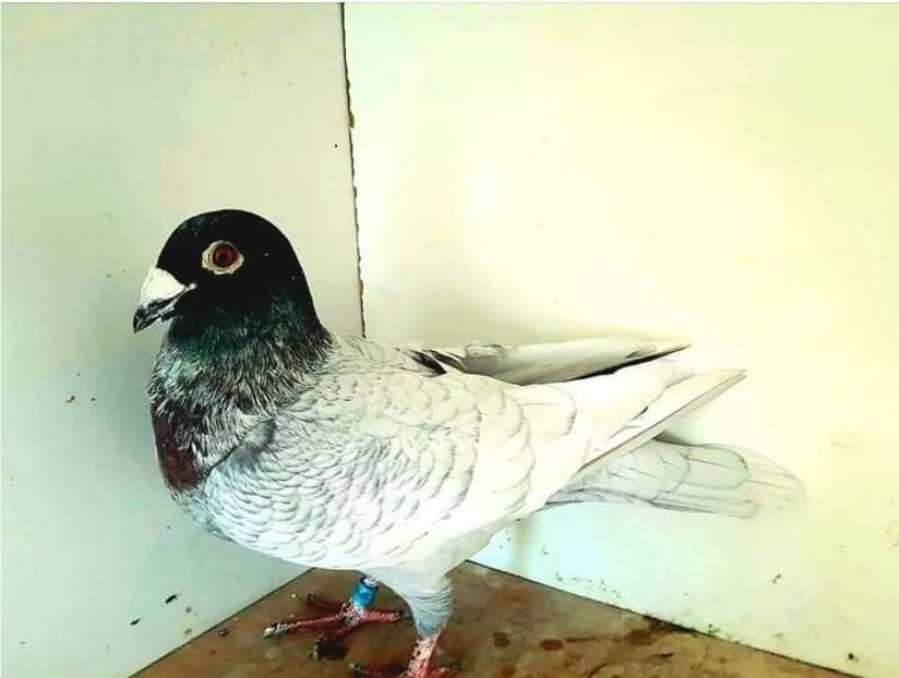  - Nu îmi aparțin 3