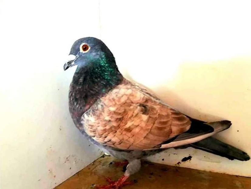  - Nu îmi aparțin 3