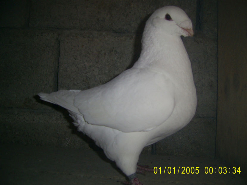 M - 2020 - americani baltati - perechi 2022