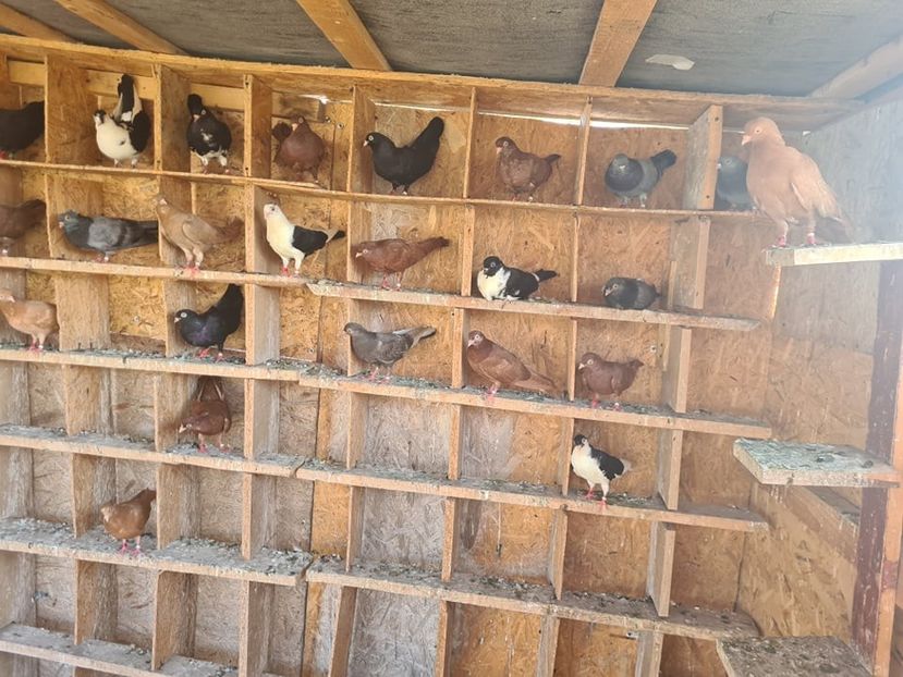  - 1926 Geinur Normambet