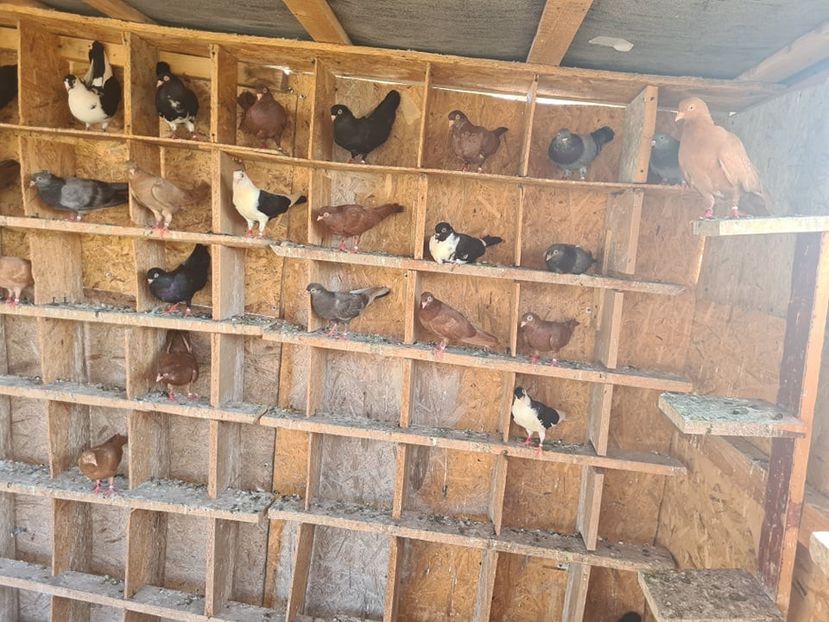  - 1926 Geinur Normambet