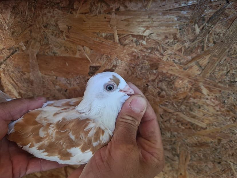  - 1925 Stefan Ghelmecencu