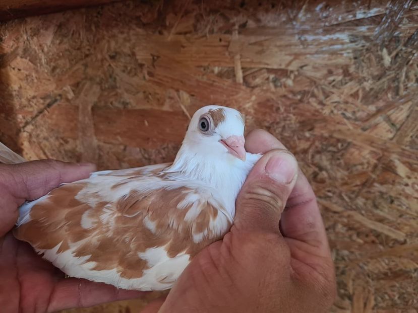  - 1925 Stefan Ghelmecencu