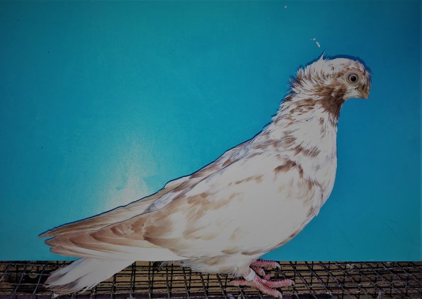 femelă  2021 - Plecați ALBUM 3