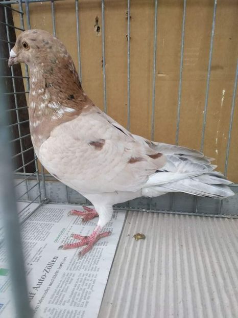  - Nu îmi aparțin 3