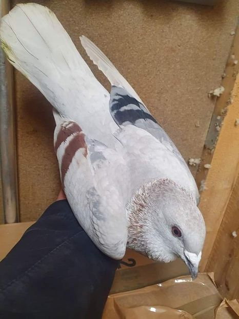  - Nu îmi aparțin 3