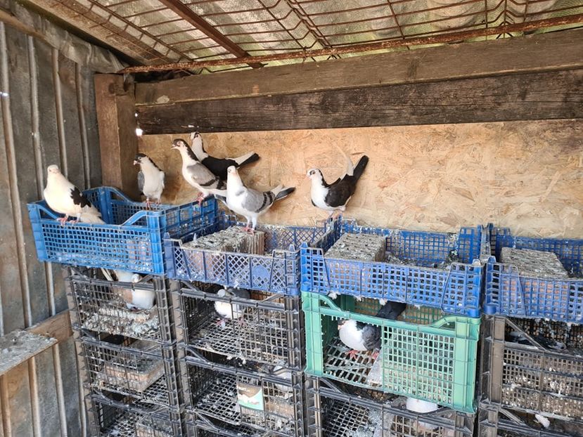  - 1949 Robert Caruntu