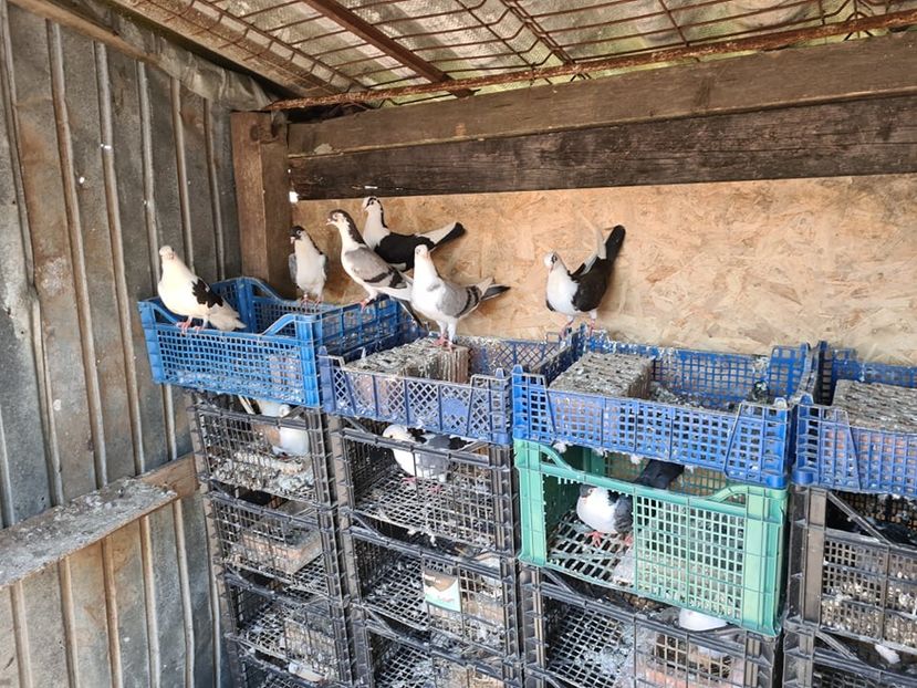  - 1949 Robert Caruntu