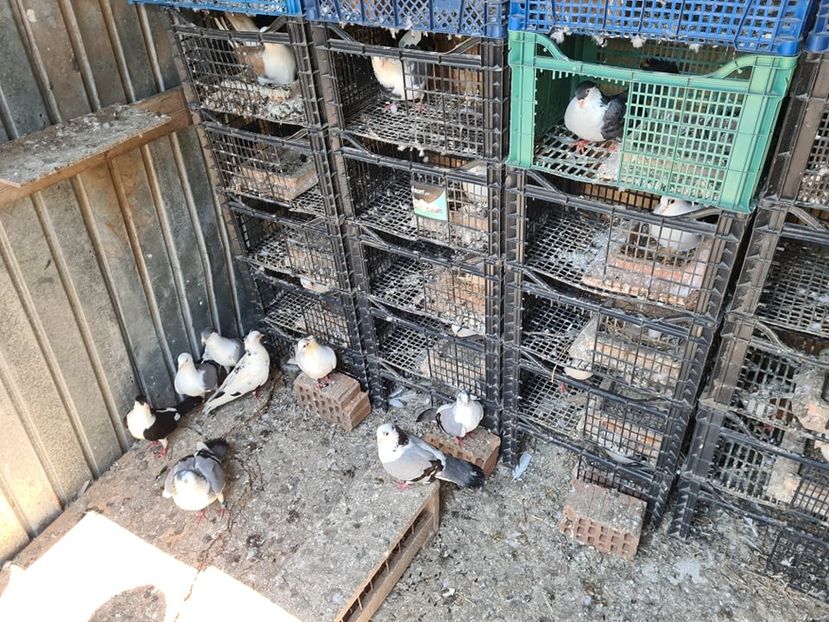  - 1949 Robert Caruntu