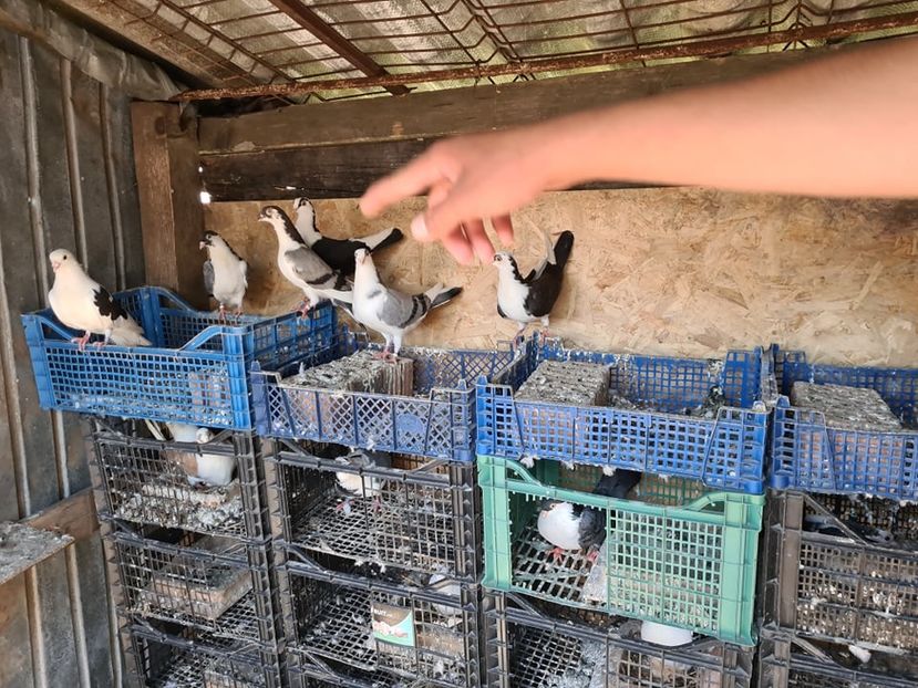  - 1949 Robert Caruntu