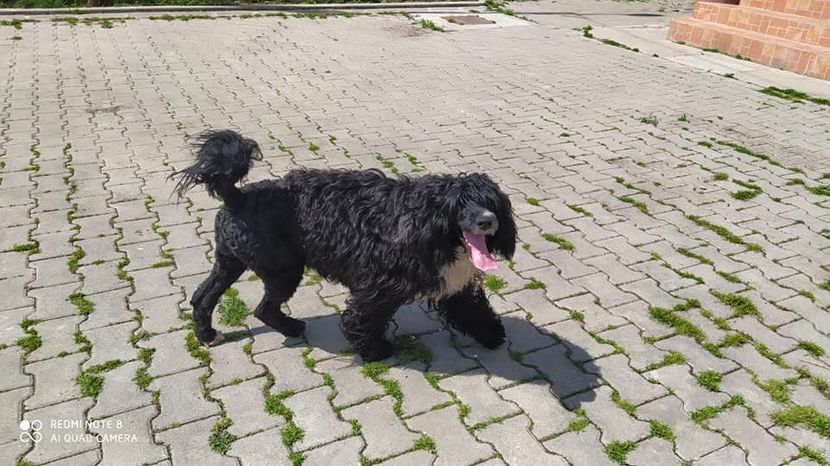  - CAINE PORTUGHEZ DE APA