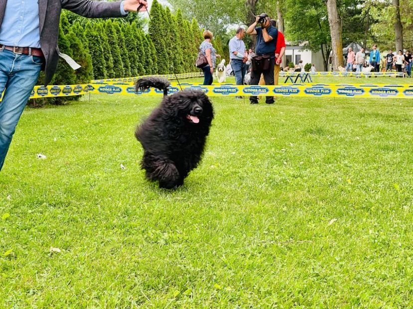  - CAINE PORTUGHEZ DE APA