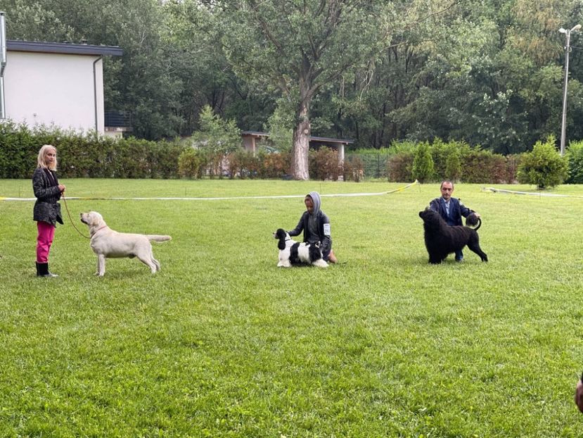  - CAINE PORTUGHEZ DE APA