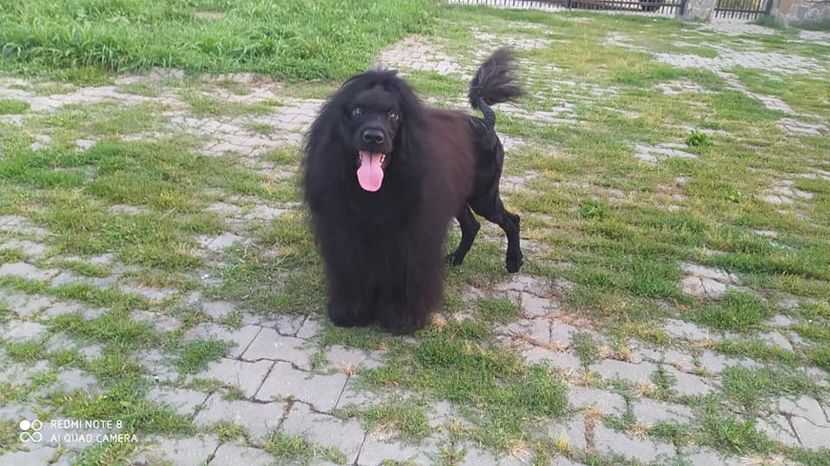  - CAINE PORTUGHEZ DE APA