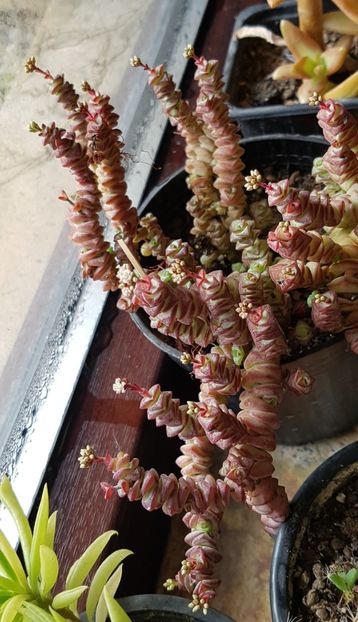 Sezon de inflorire la crassula - Crassula