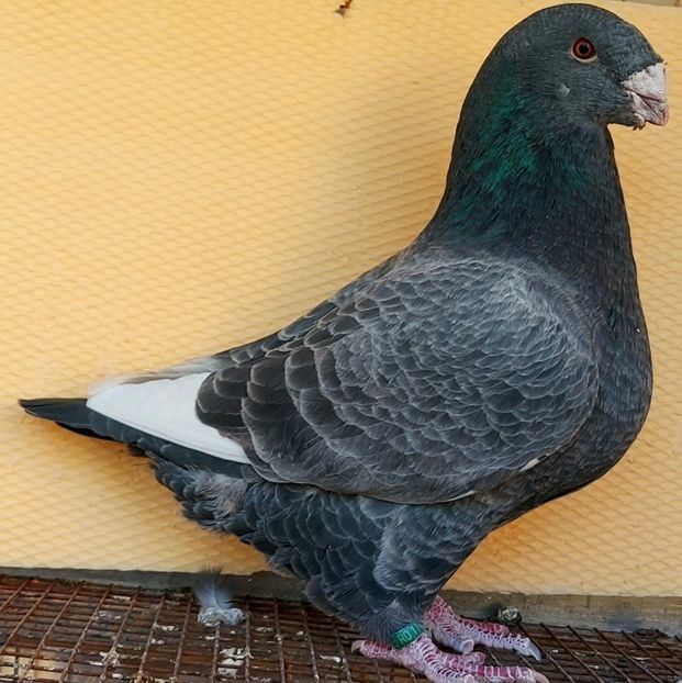  - 3---AGH DAȚI 2019 - 2025