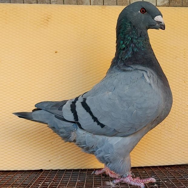  - 3---AGH DAȚI 2019 - 2025