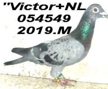 2019=054549 =M- vict - 2 MATCA 2022